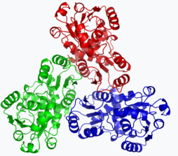 Proteinstruktur von Ornithintranscarbamylase.